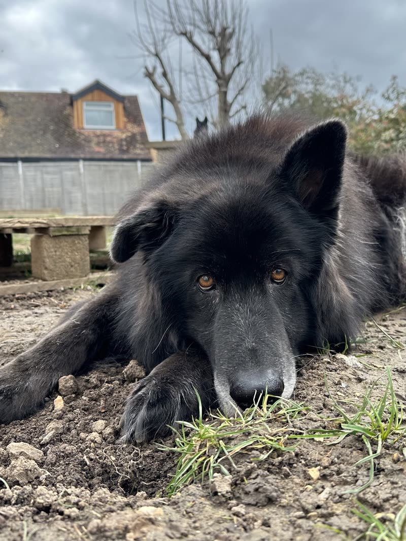 A black german-shepherd-type dog lying in a garden